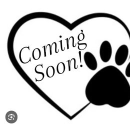 Poodle puppies from Katherine’s Yorkies and Poodles