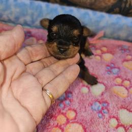 Rachael hold to Christmas - Black and gold female Yorkshire Terrier puppy in Jamestown, Tennessee from Royal  Furbabies