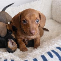 Dachshunds from Down South Dachshunds