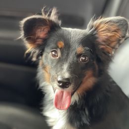 Cricket - Miniature Australian Shepherd