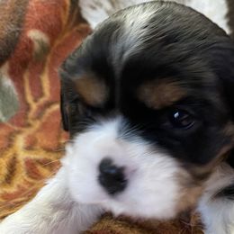 Boy 3 - Cavalier King Charles Spaniel puppy in Toledo, Ohio from Hopewell Cavaliers