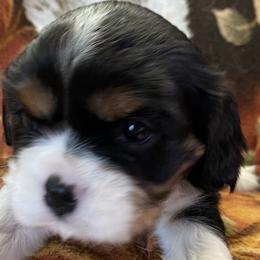 Boy 3 - Cavalier King Charles Spaniel puppy in Toledo, Ohio from Hopewell Cavaliers