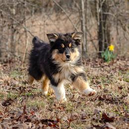RIKA - Black tri-color Australian Shepherd puppy in Mountain View, Missouri from Haven Aussies
