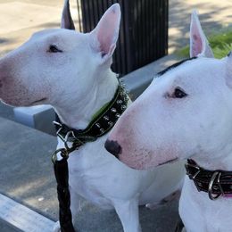 Miniature Bull Terriers from Goblin Mini Bulls