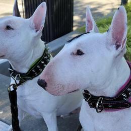 Miniature Bull Terriers from Goblin Mini Bulls