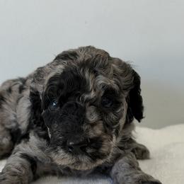 Luke - Blue merle male Bernedoodle puppy in Sandy, Utah from Hudson Foxx Puppies