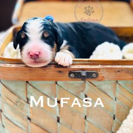 Mufasa (blue boy) - Tri-color male Bernedoodle puppy in Waukesha, Wisconsin from Bernedoodle Boutique (and Cavapoos)