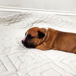 American Staffordshire Terrier Puppies from MDYC Amstaffs