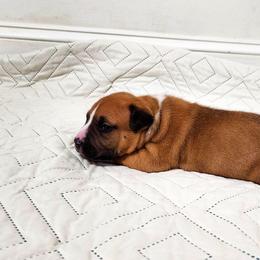 American Staffordshire Terrier Puppies from MDYC Amstaffs
