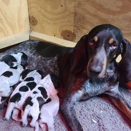 Venus - Bluetick Coonhound