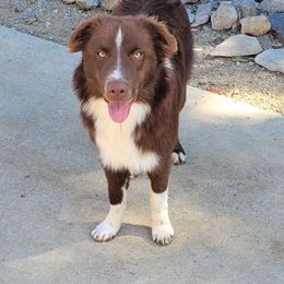 Boy 3 - Red Australian Shepherd puppy in Tennessee from Cedar Stone Aussiedoodles