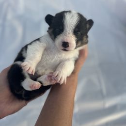 Pembroke Welsh Corgi Puppies from Courtlyn's Corgis
