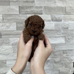 Cavapoo Puppies from Corrington Curls