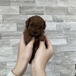 Cavapoo Puppies from Corrington Curls