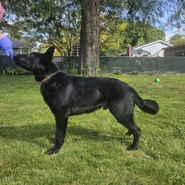 Boy 1 - German Shepherd puppy in Carpentersville, Illinois from Tonkerhaus