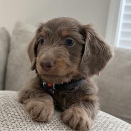 Dachshund Puppies from Chivi Paws
