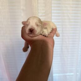 Atlas - Parti male Miniature Schnauzer puppy in Magalia, California from Cali Sun-kissed Schnauzers