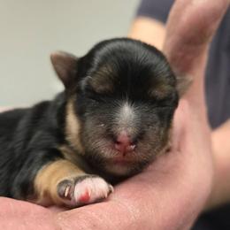 Sadie - Black & tan tri-color female Morkie puppy in Thompson, Iowa from Weiss's Puppies