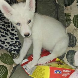Siberian Husky Puppies from Jackson's Siberians