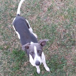 Biscuit - Italian Greyhound