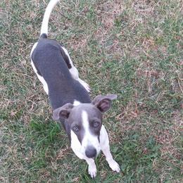 Biscuit - Italian Greyhound