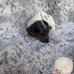 Luna - Dapple female Dachshund puppy in Lufkin, Texas from CSW Dachshunds