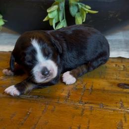 Eleven - Tri-color female Bernedoodle puppy in Cartersville, Georgia from Simply Blessed Doodles