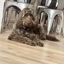 Lottie - Newfypoo