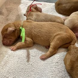Snoopy (Green Collar) - Red  male Goldendoodle puppy in Bay City, Texas from Charming Doods