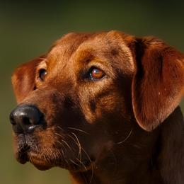 Ruby - Labrador Retriever