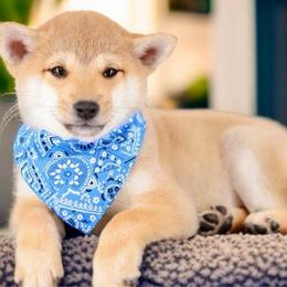 Boy 4 🩵 Red Boy - Red male Shiba Inu puppy in Neosho, Missouri from Sunny Terrace Shibas