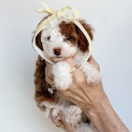 Yellow Collar - Yellow and white Bernedoodle puppy in Peoria, Arizona from Baileys Ranch