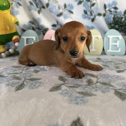 Dodger - Red male Dachshund puppy in Temecula, California from Naomi Magee's Dachshund Kennel