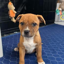 Ares - Red female Staffordshire Bull Terrier puppy in Port Saint Lucie, Florida from Southern Staffies