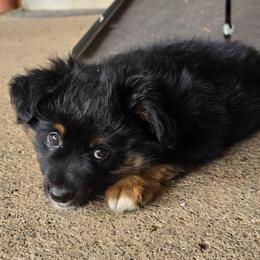 Jabba the Hut - Black tri male Miniature American Shepherd puppy in Vancouver, Washington from BonDrew's Miniature American Shepherds
