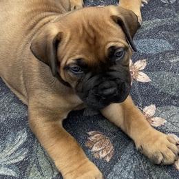 Boerboel Puppies from Silverthorne Boerboels