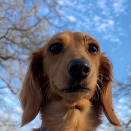 Marie - Dachshund