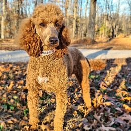 Cavapoos and Goldendoodles from K&K's Puppy Kingdom