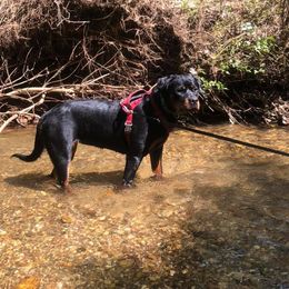 Rottweiler Puppies from Bronx Von Bridges Rottweilers