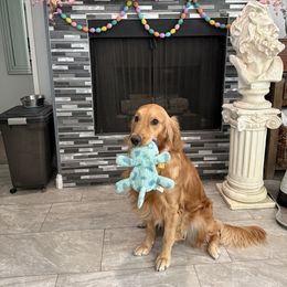 Rey - Golden Retriever