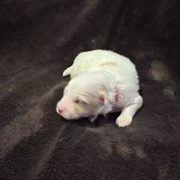 Biscuit - White female Coton de Tulear puppy in Timber, Oregon from Sterling’s Sweet Cotons