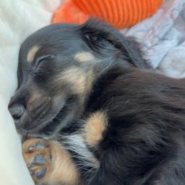 Dachshund Puppies from Libby’s Legacy Doxies LLC