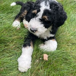 Bernedoodle Puppies from Lovey Dovey Bernedoodles