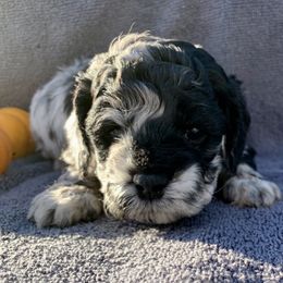 Dasiy - Blue roan female Cockapoo puppy in Bedford, Iowa from Our Father’s Doodles