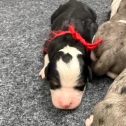 The Grinch - Tri-color male Bernedoodle puppy in Hegins, Pennsylvania from Bubbling Springs Doodles, LLC