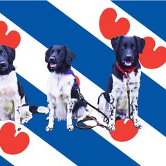 Stabyhoun All Grown Up from Faehouns