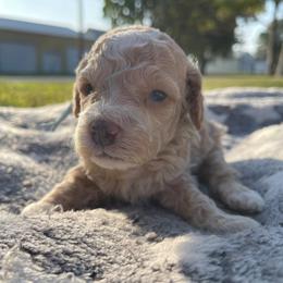 Captain - Cream male Cockapoo puppy in Bedford, Iowa from Our Father’s Doodles