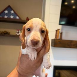 Munch - Piebald male Dachshund puppy in Farmington, Minnesota from Half Pint Doxies