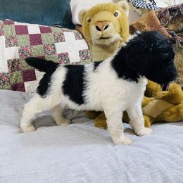 Poodle Puppies from RP Bar Ranch Royal Poodles and Doodles