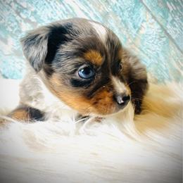 Little Bit - male Miniature Australian Shepherd puppy in Opelika, Alabama from Haden’s Mini Aussies